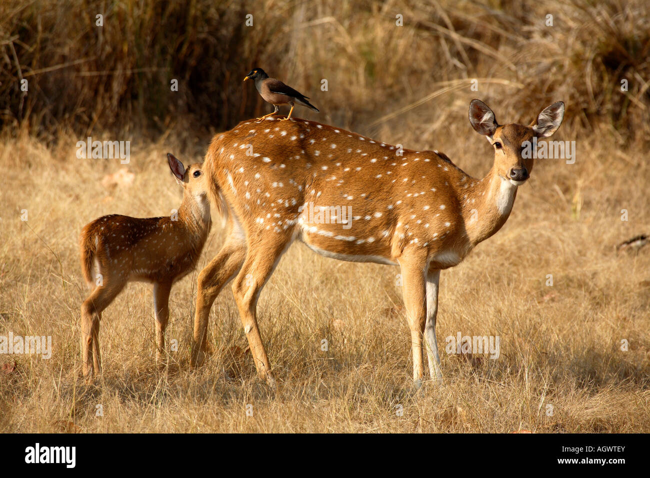 India Kanha national park kanha tiger reserve chital deer axis deer