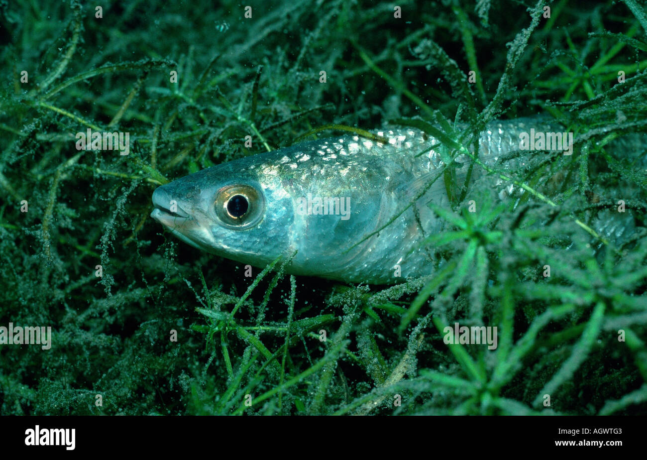 Thick-lipped Grey Mullet Stock Photo