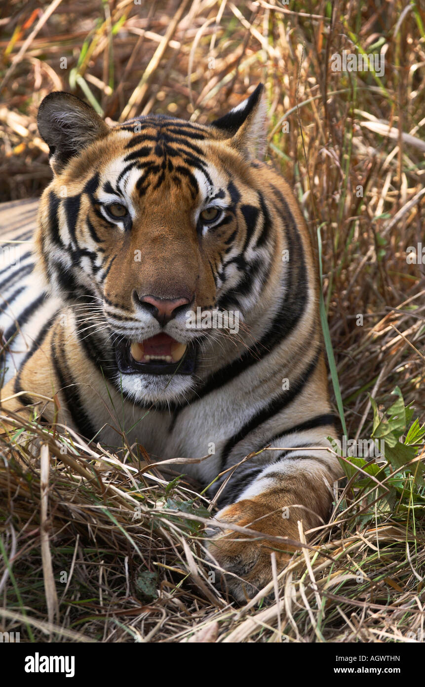 India Madya Pradesh Kanha tiger reserve national park young male tiger in indian jungle March 2007 Stock Photo