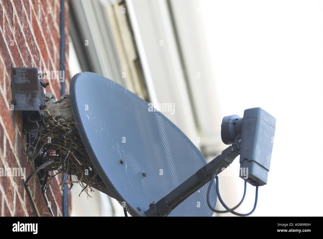 Collard Doves streptopelia decaocto youngsters in nest situated behind satellite TV reciever Norfolk UK June Stock Photo