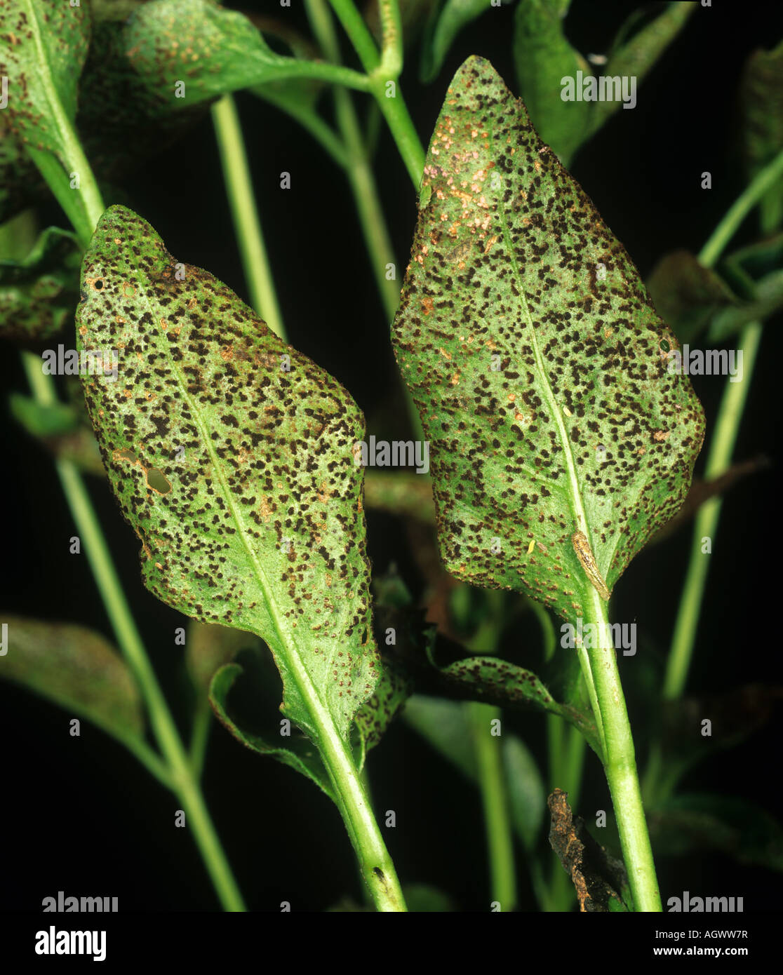 Greater periwinkle rust Puccinia vincae pustules on leaf underside Stock Photo