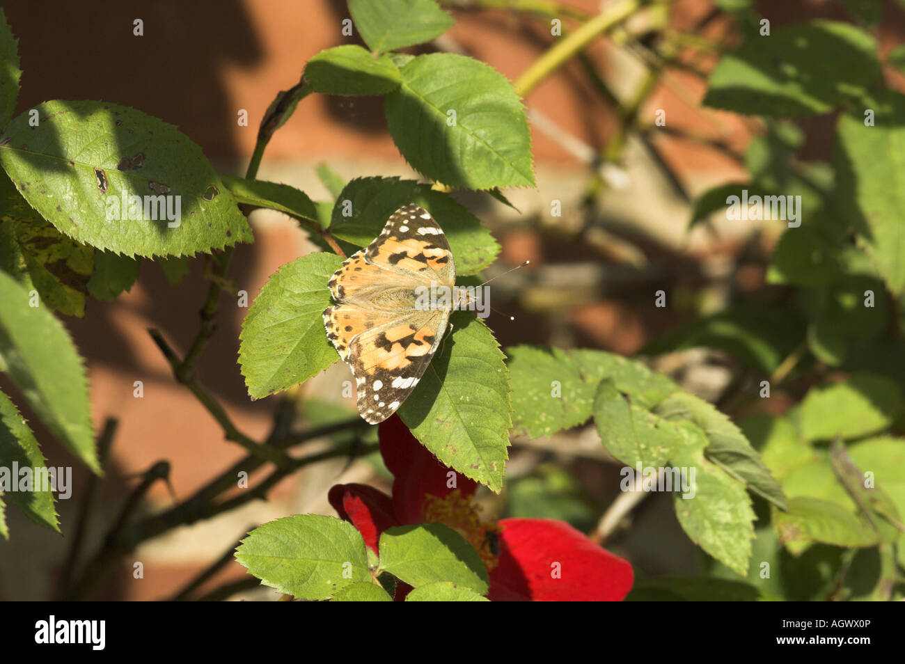 Butterfly painted lady vanessa cardui basking on climbing rose Norfolk UK June Stock Photo