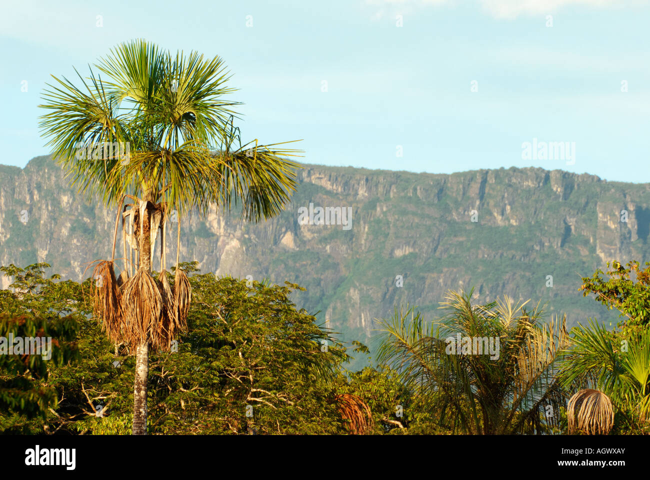 Buriti palm tree and a tepui mountain Stock Photo