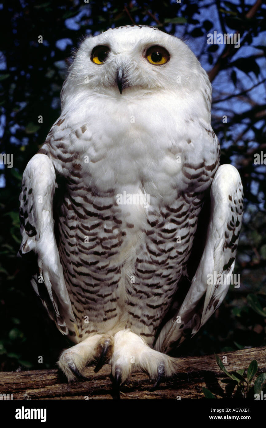 A Snowy owl in a bird sanctuary. Stock Photo