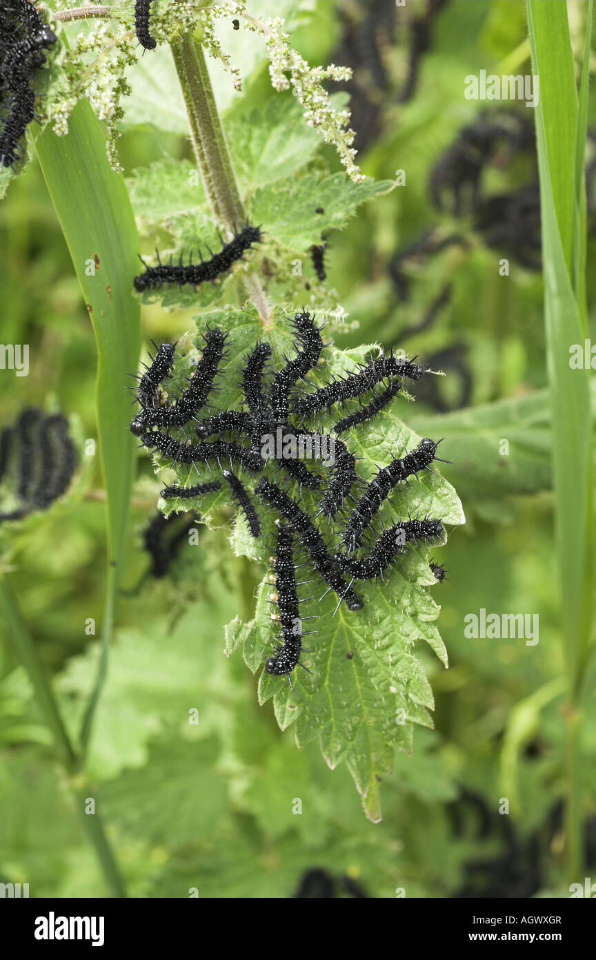 Peacock Butterfly inachis io caterpillars feeding on common nettle urtica dioica Norfolk UK June Stock Photo