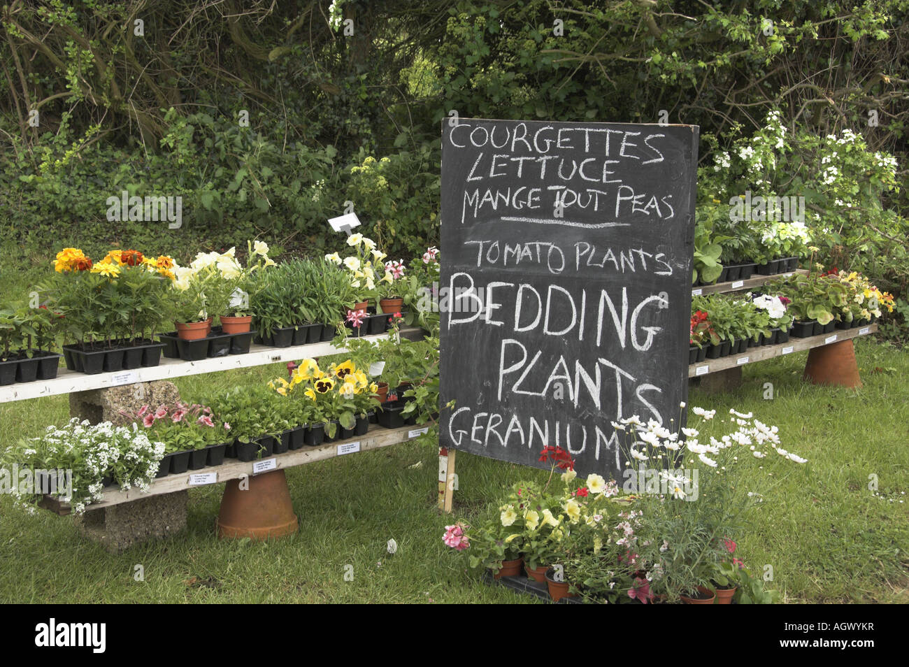 Roadside stall selling garden plants UK May Stock Photo Alamy