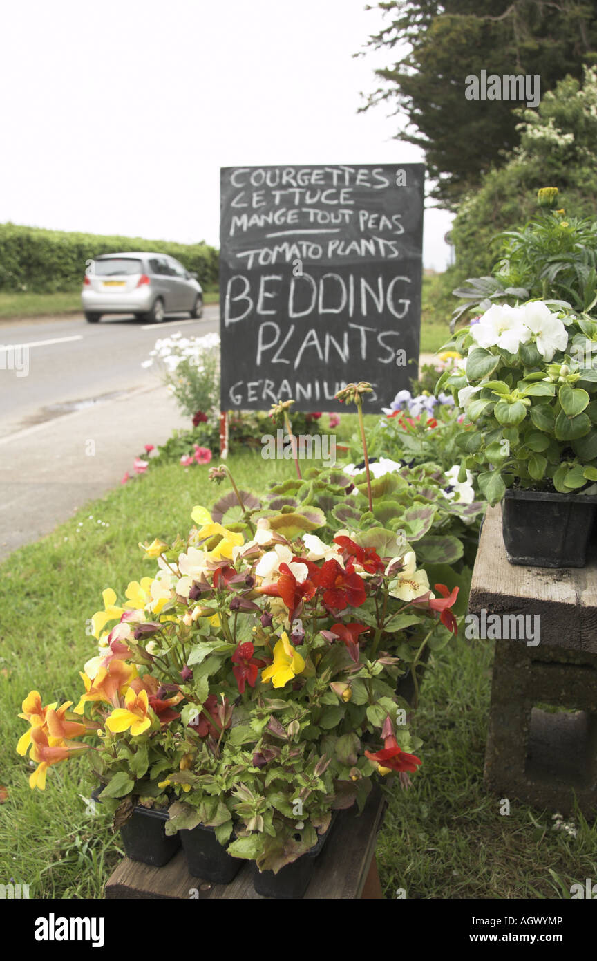 Roadside stall selling garden plants UK May Stock Photo Alamy