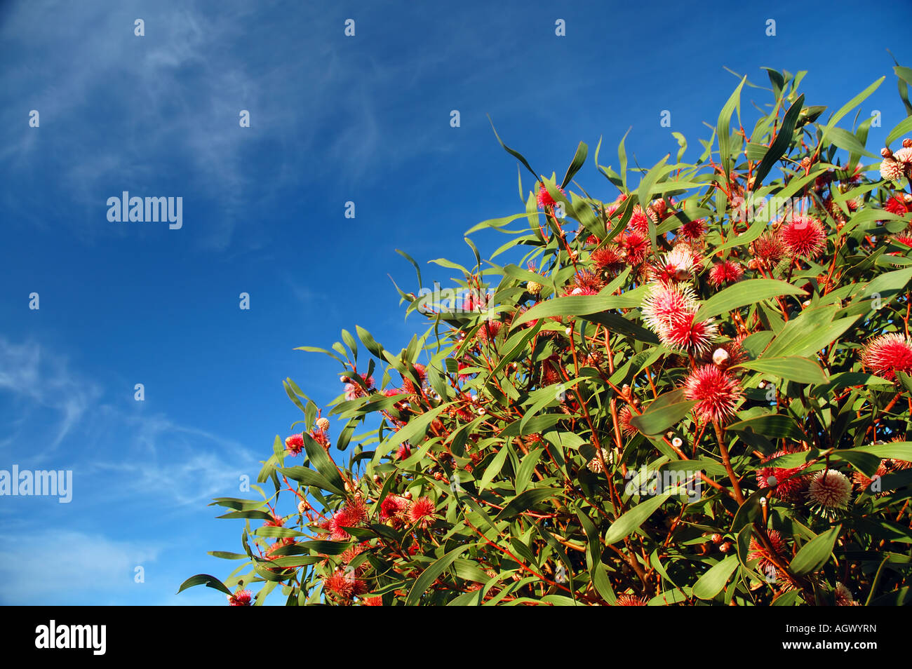 Flowering Pincushion Hakea Hakea laurina a tree native to small areas of Western Australia Stock Photo