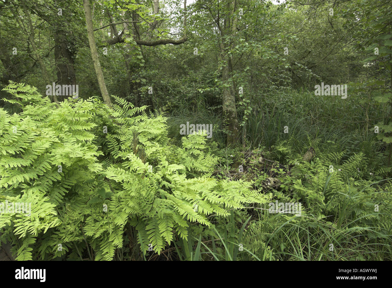 Royal fern osminda regalis growing in wet Alder Carr Norfolk UK Stock Photo