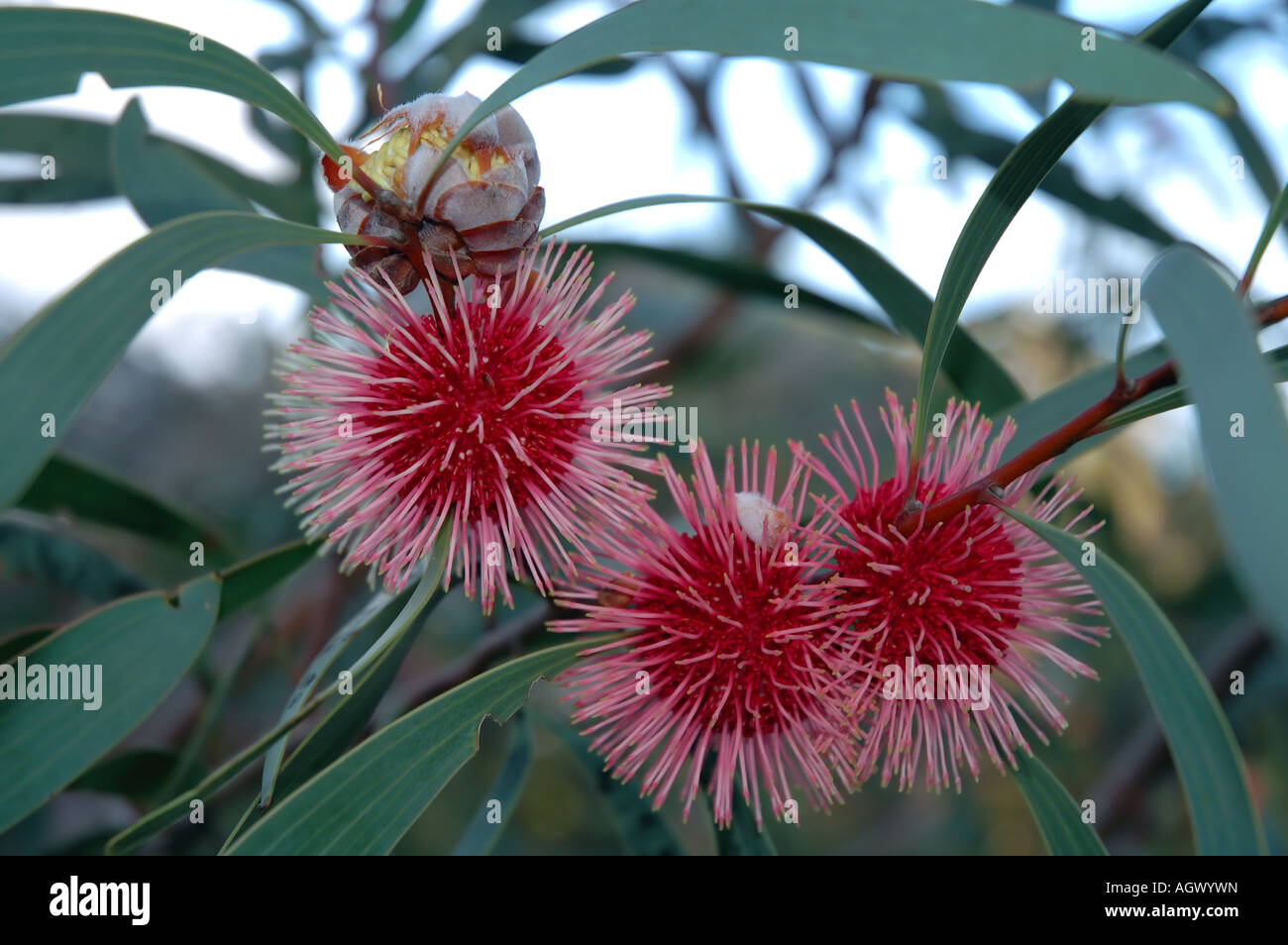 Detail of flowers of Pincushion Hakea Hakea laurina,  Margaret River region, Western Australia Stock Photo