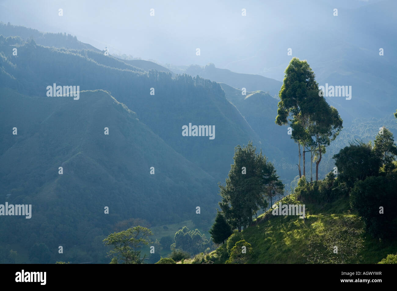 Salento valley at dawn,  Colombia Stock Photo