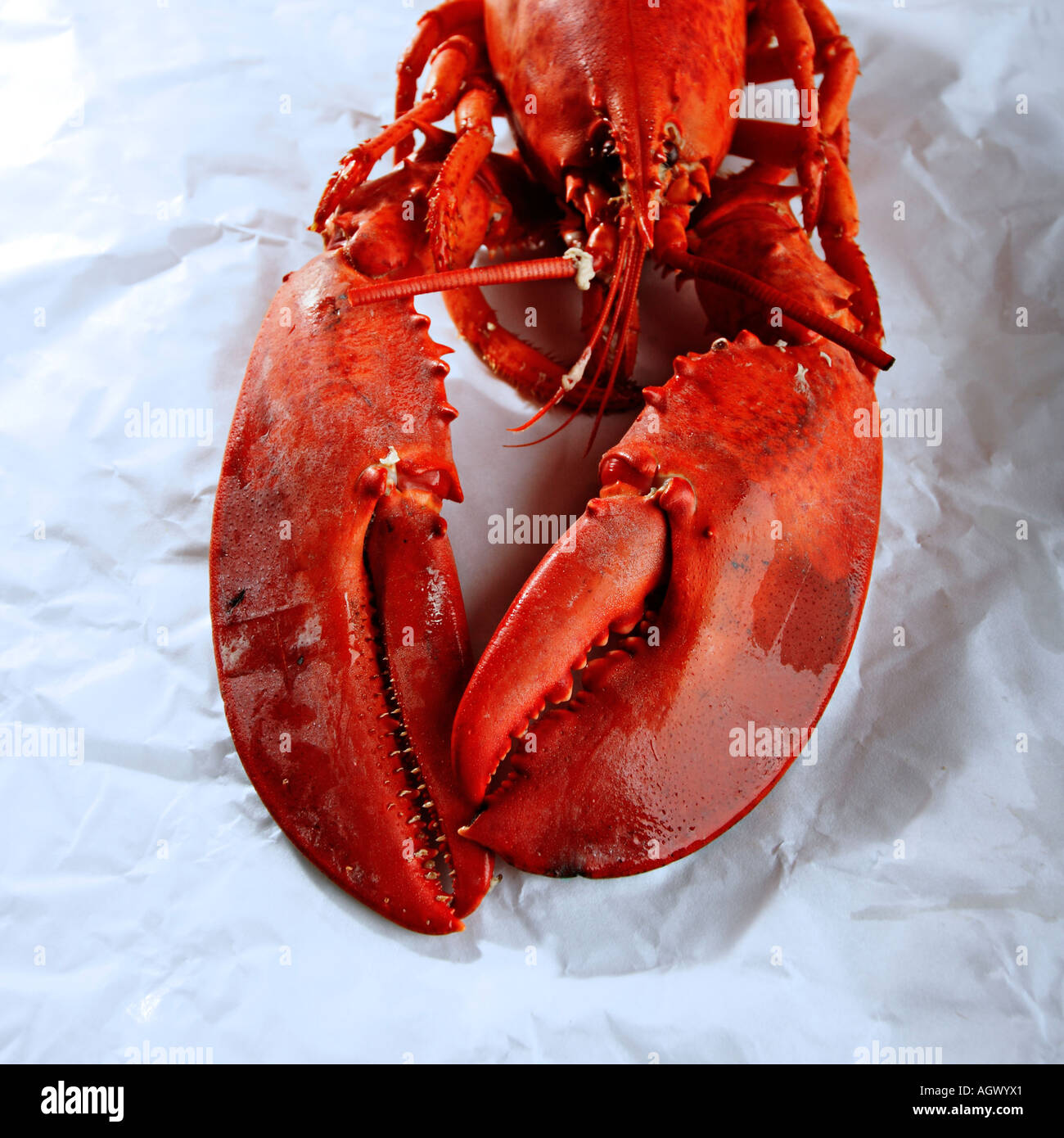 Lobster claws crop Stock Photo Alamy