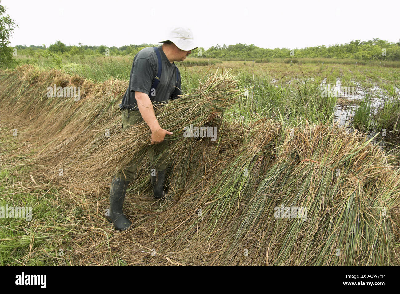 Saw Sedge gahnia radula being stacked after cutting used for capping thatched roofs Norfolk Broads Uk June Stock Photo