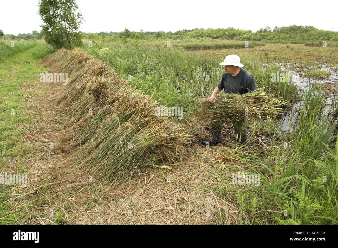 Saw Sedge gahnia radula being stacked after cutting to be used for capping thatched roofs Norfolk Broads Uk June Stock Photo