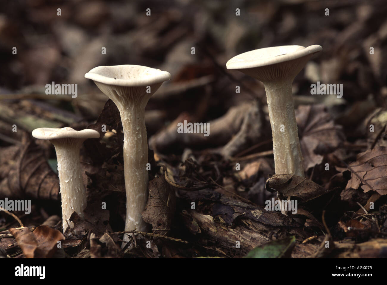 Clitocybe geotropa, a common British fungus. Stock Photo