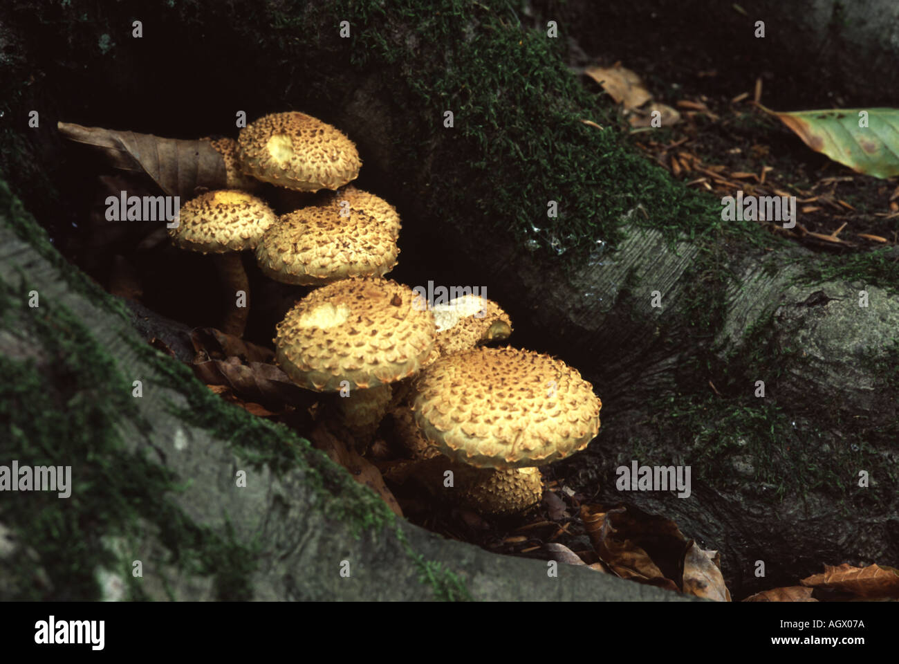 Pholiota squarrosa, a common British fungus. Stock Photo