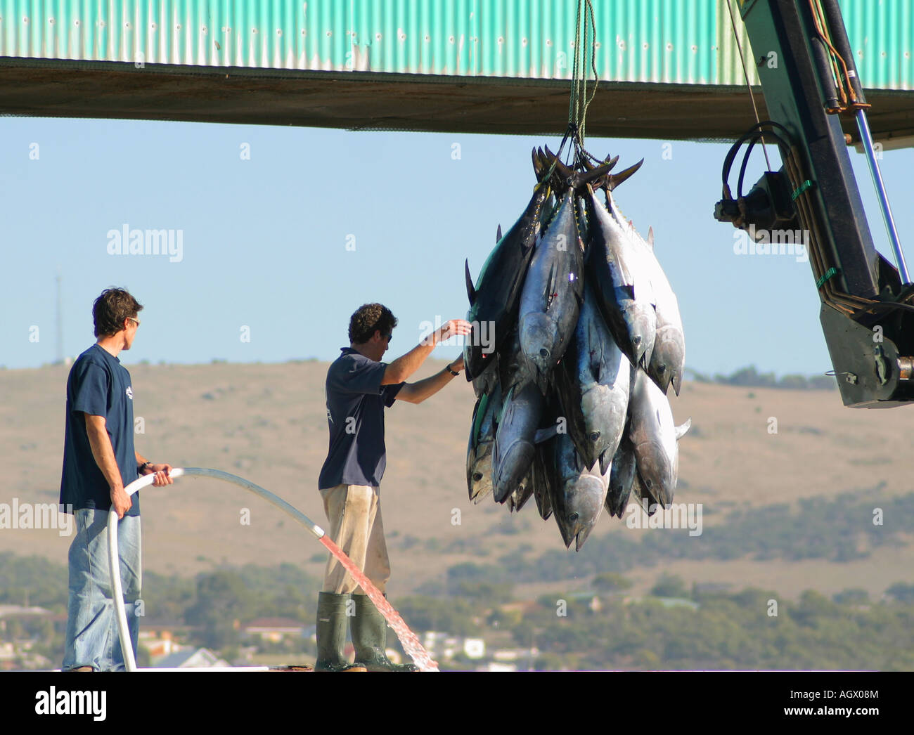 Unloading tuna at wharf Port Lincoln South Australia Stock Photo Alamy