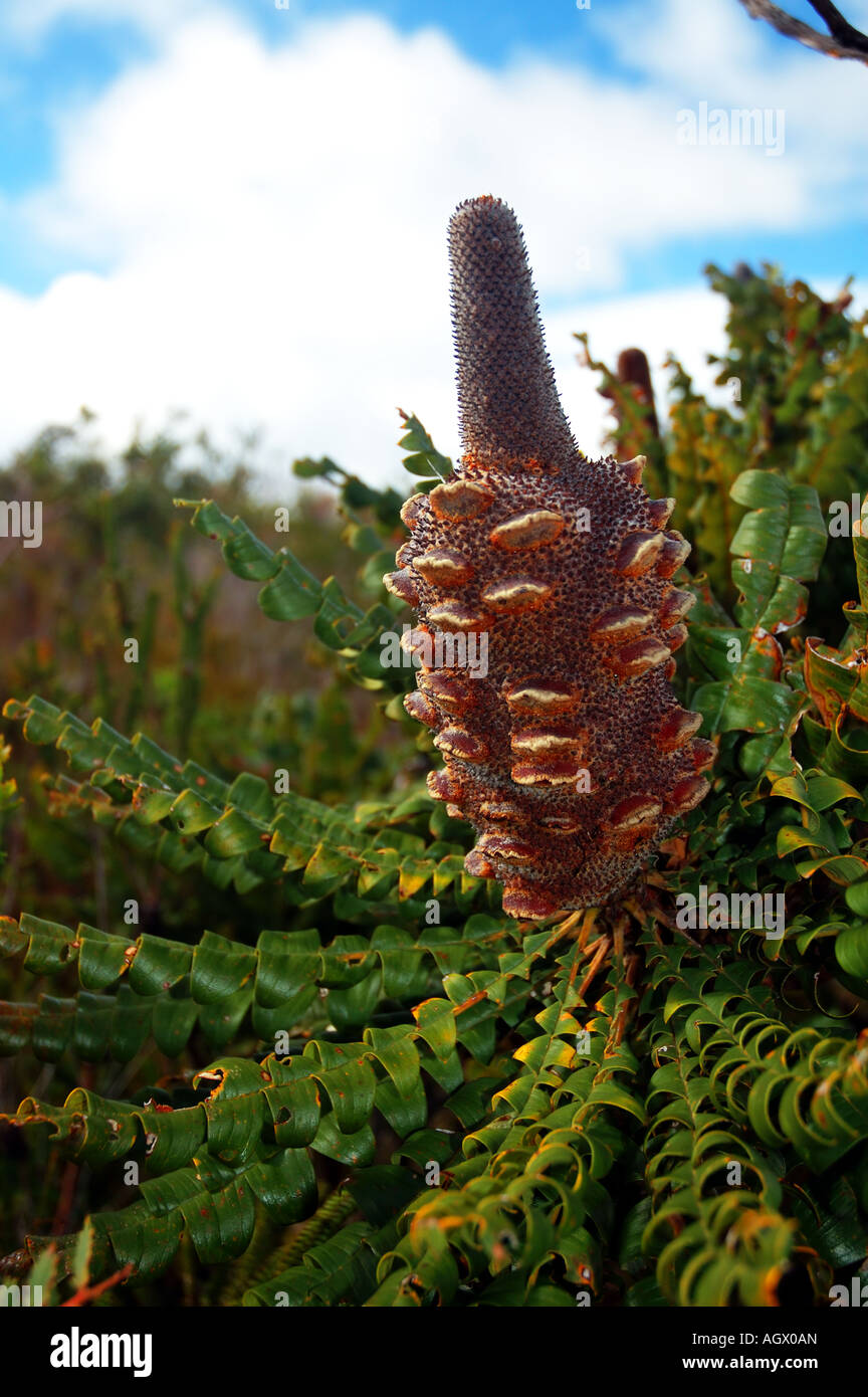 Bull Banksia Banksia grandis growing on the summit of Mt Lindesay Walpole Wilderness Area Western Australia Stock Photo