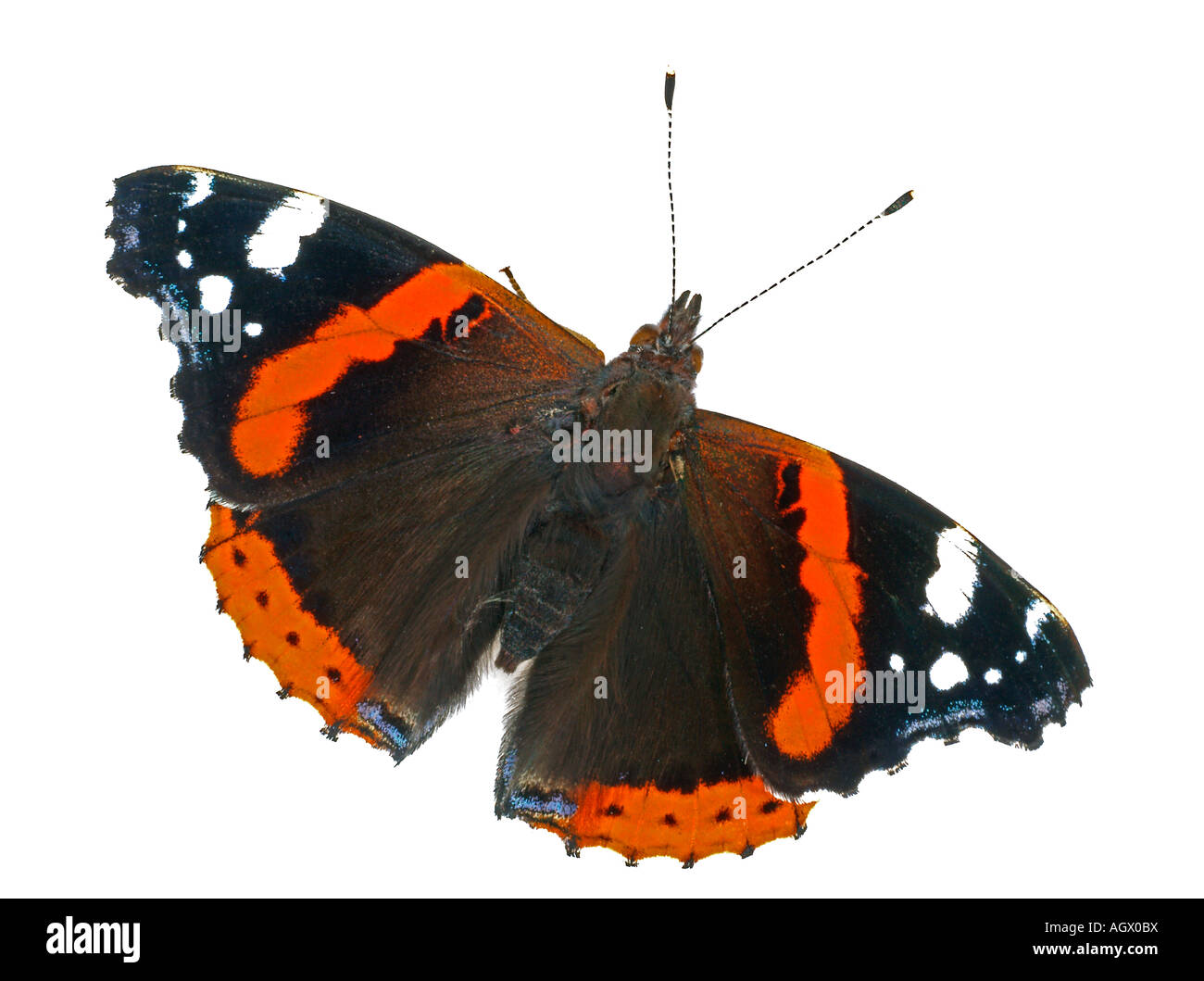 Red Admiral butterfly Stock Photo