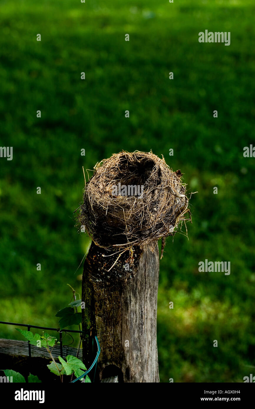 Mud & Straw Nest on post Stock Photo Alamy