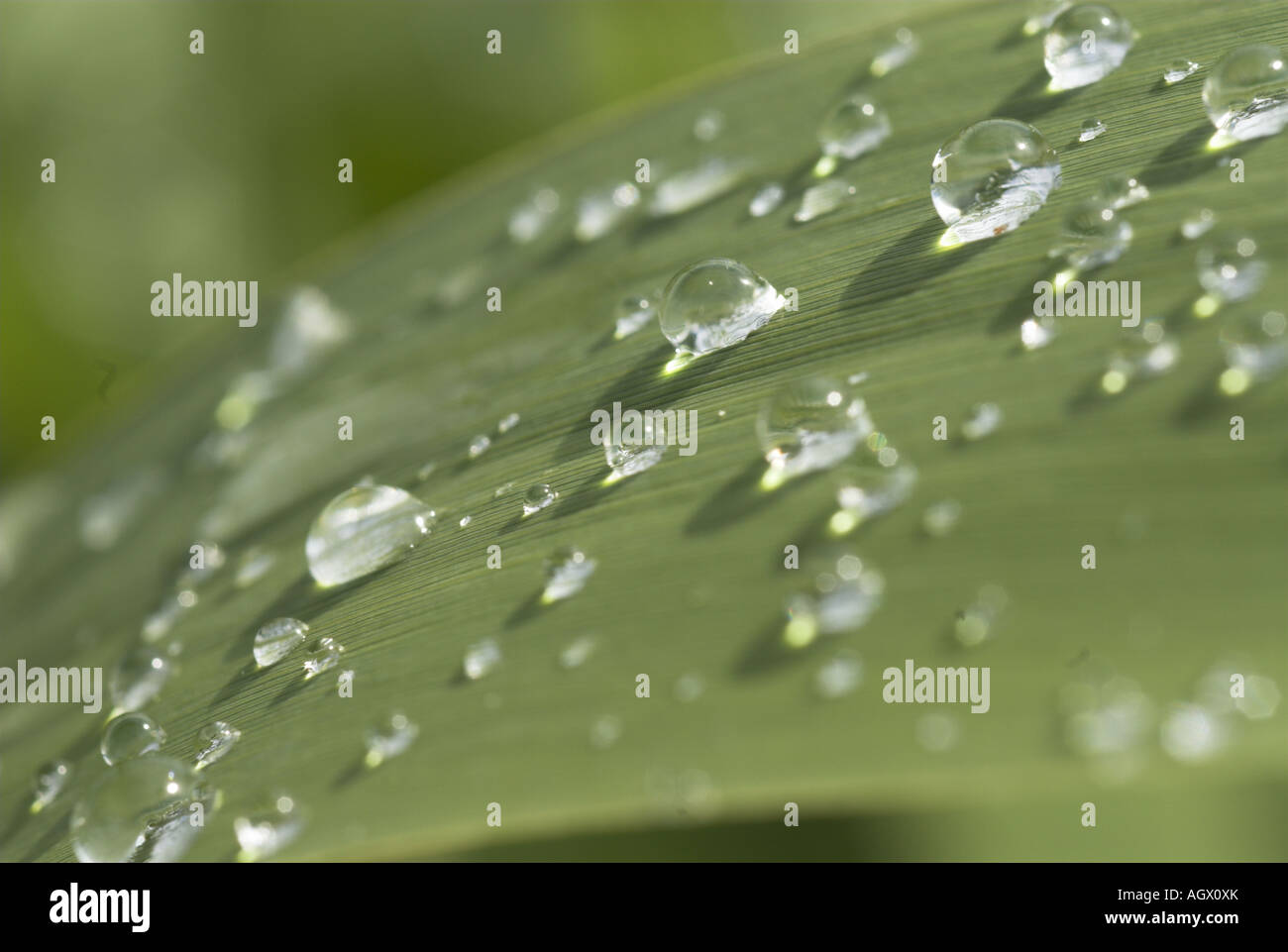 water droplets on norfolk reed phragmites UK Stock Photo