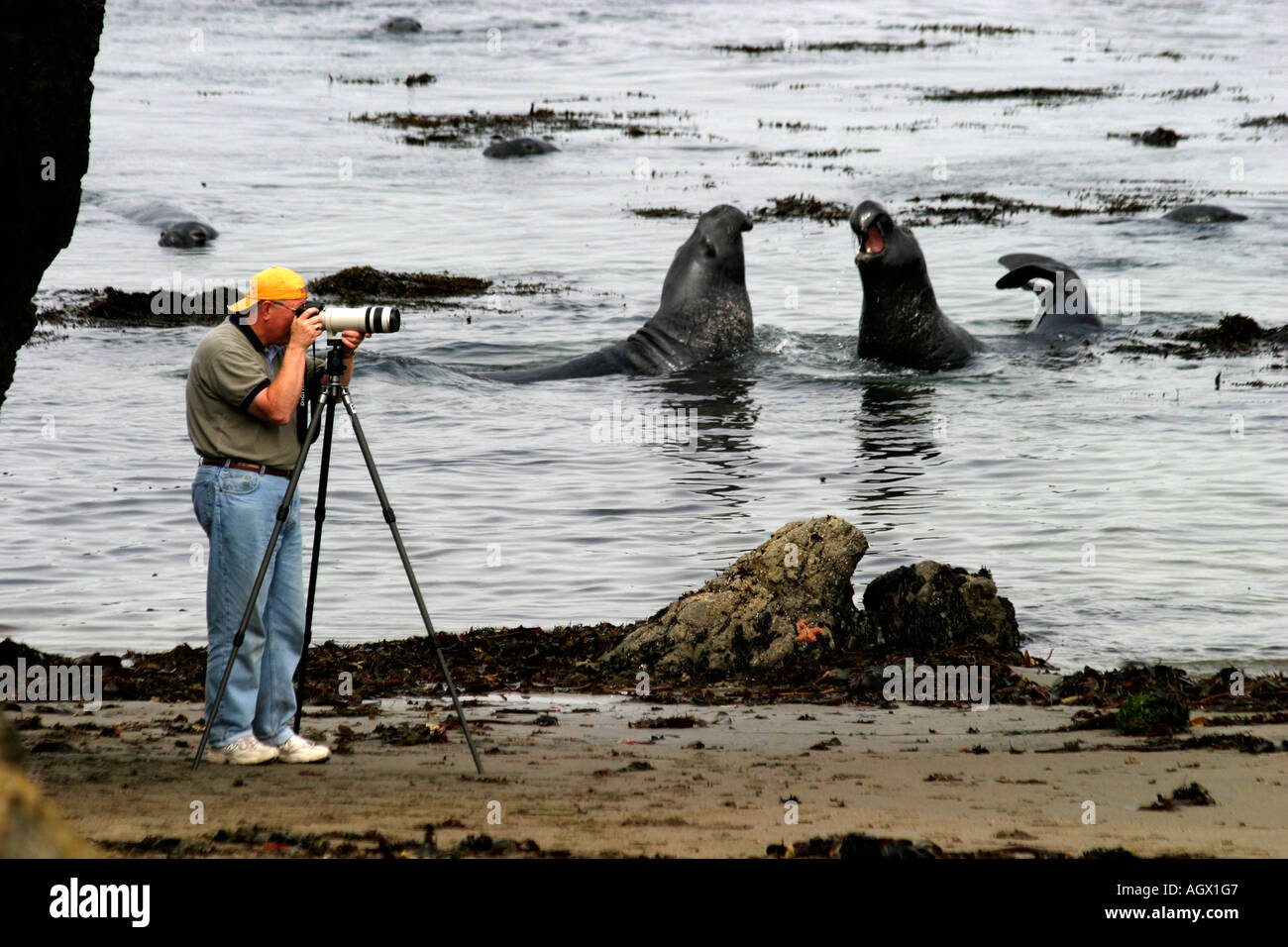 A photographer with a camera and tripod photographs two Elephant Seals Stock Photo