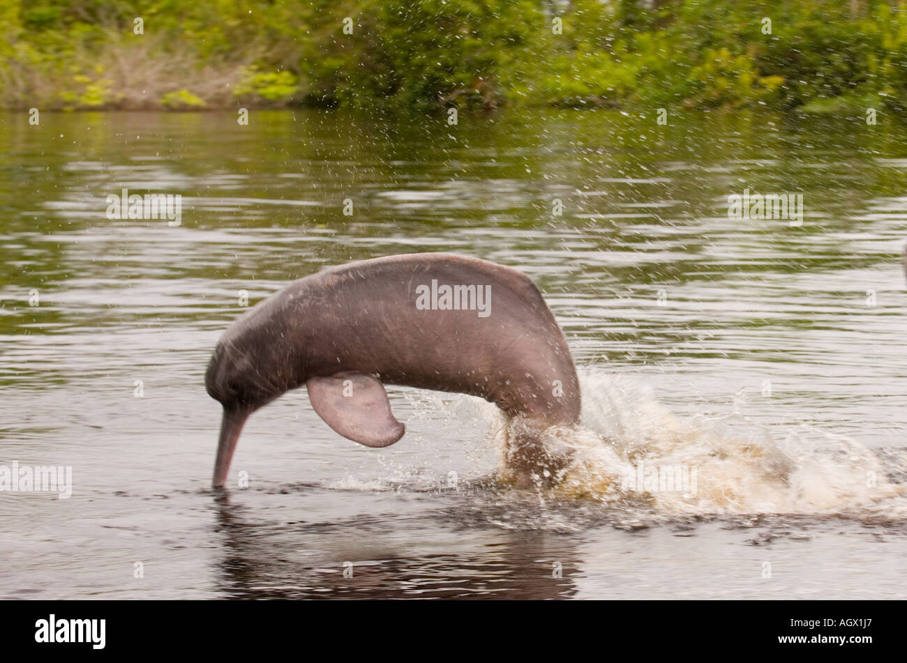 Amazonian pink dolphin (Inia geoffrensis), in the  Amazon is know as “boto-vermelho'.  Photograph from Negro river. Stock Photo