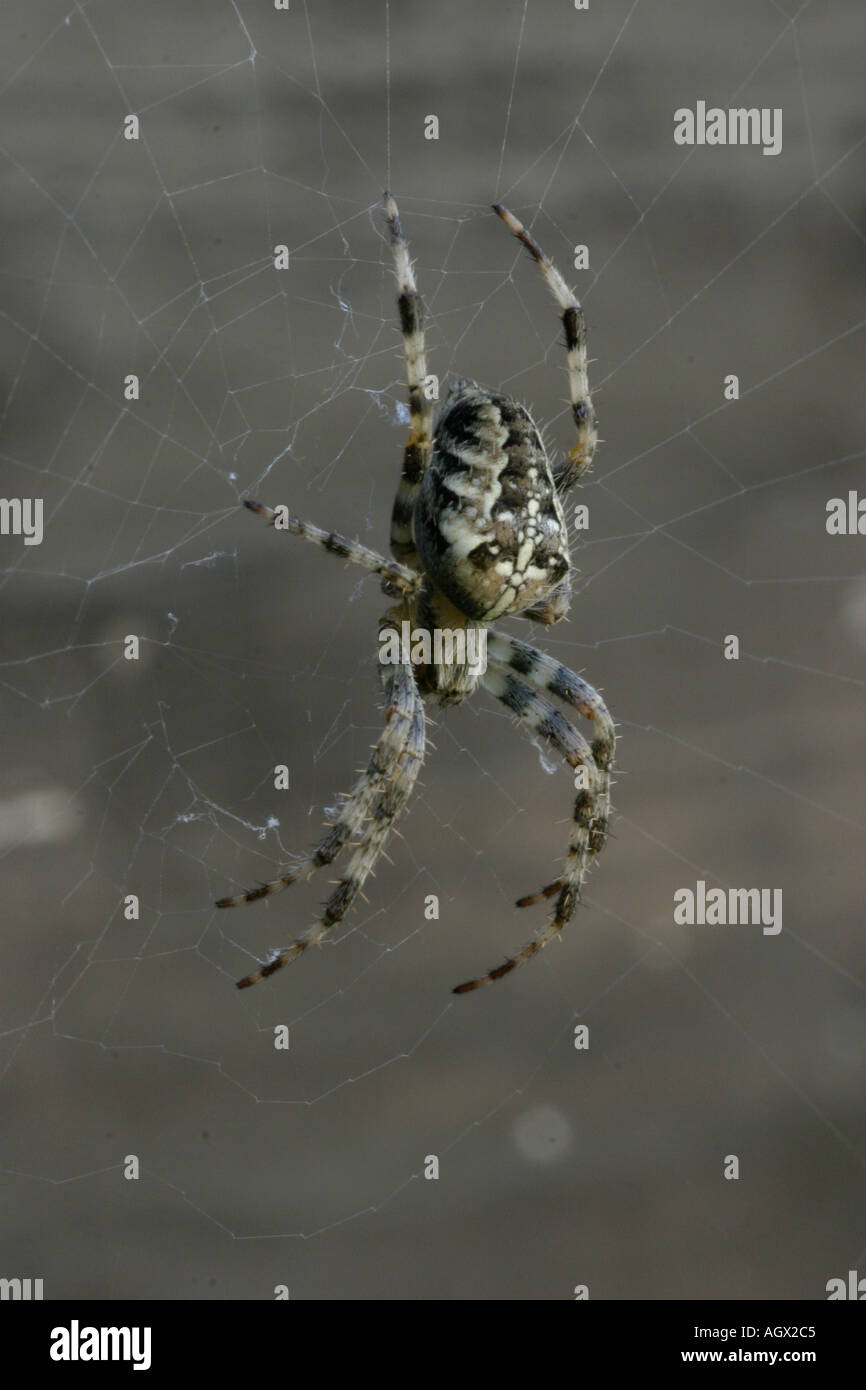 Garden spider Araneus diadematus Stock Photo - Alamy