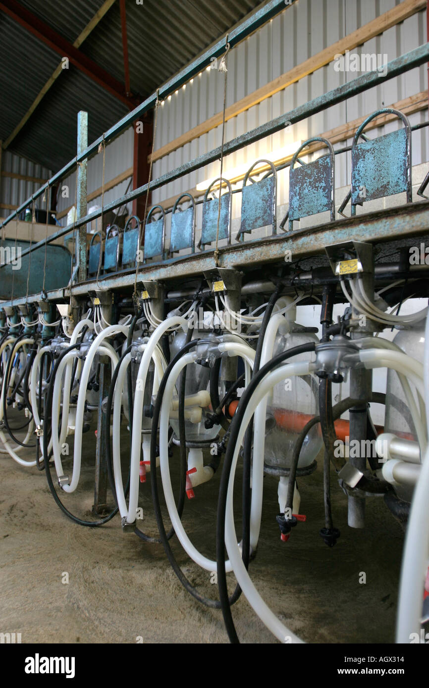 Sheep milking parlour on a farm in the UK Stock Photo