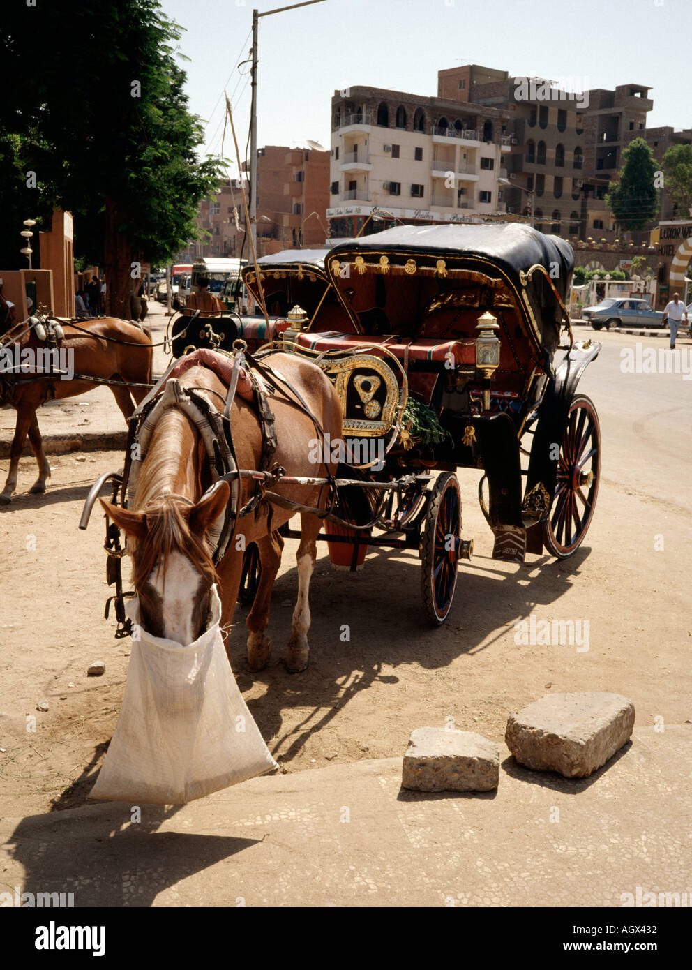 Egypt Luxor horse drawn carriage Stock Photo Alamy