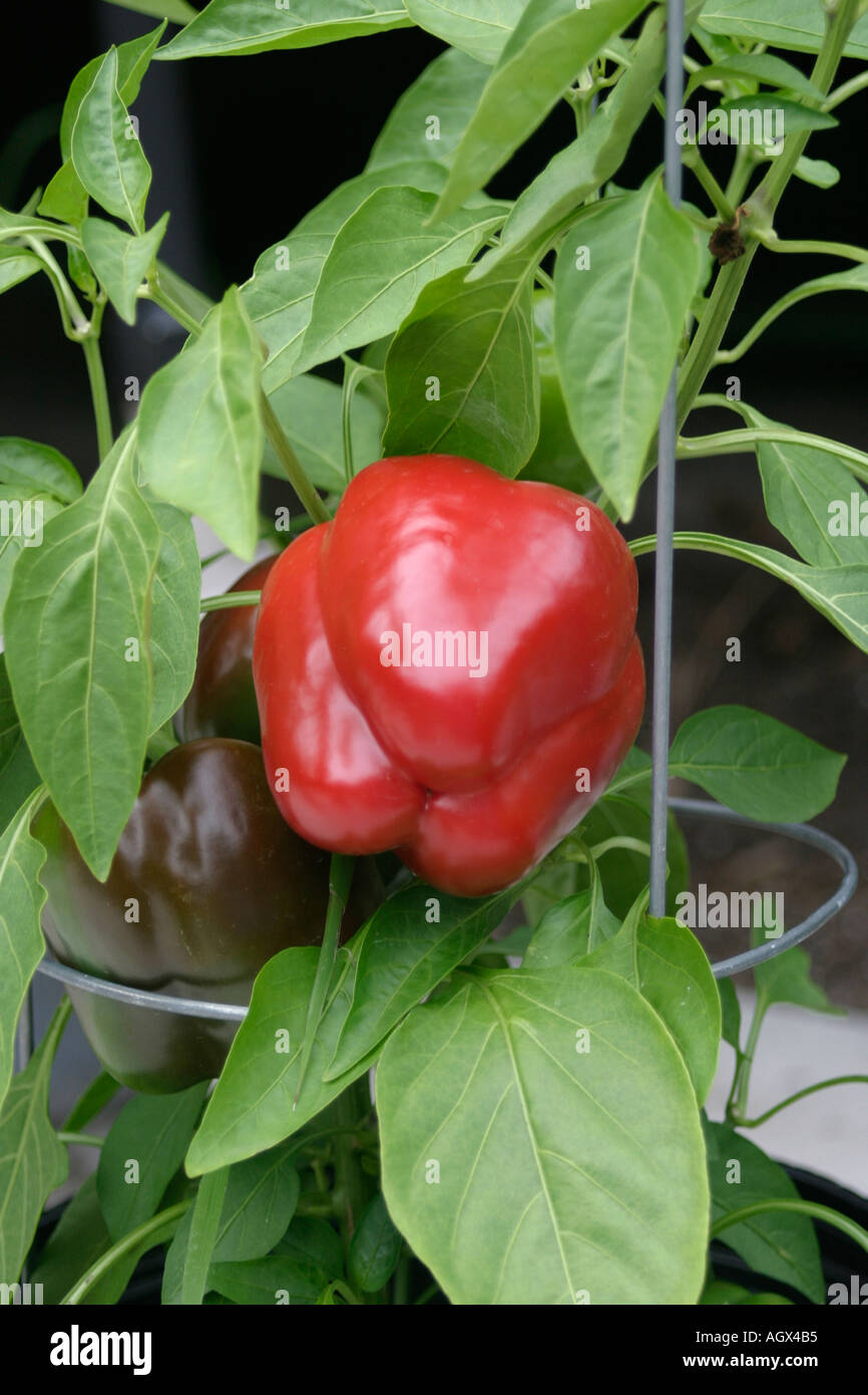 red bell pepper growing outdoors in a container with a tomato cage