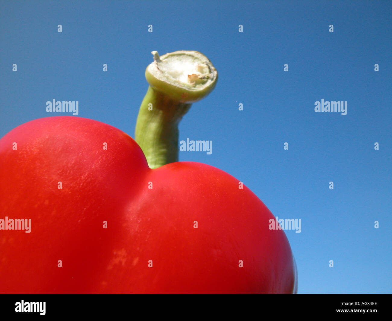 red paprika red pepper Stock Photo Alamy