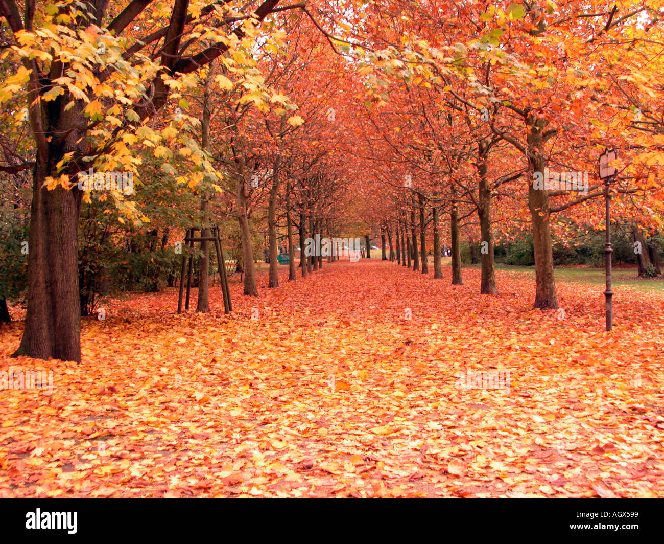 golden october Stock Photo