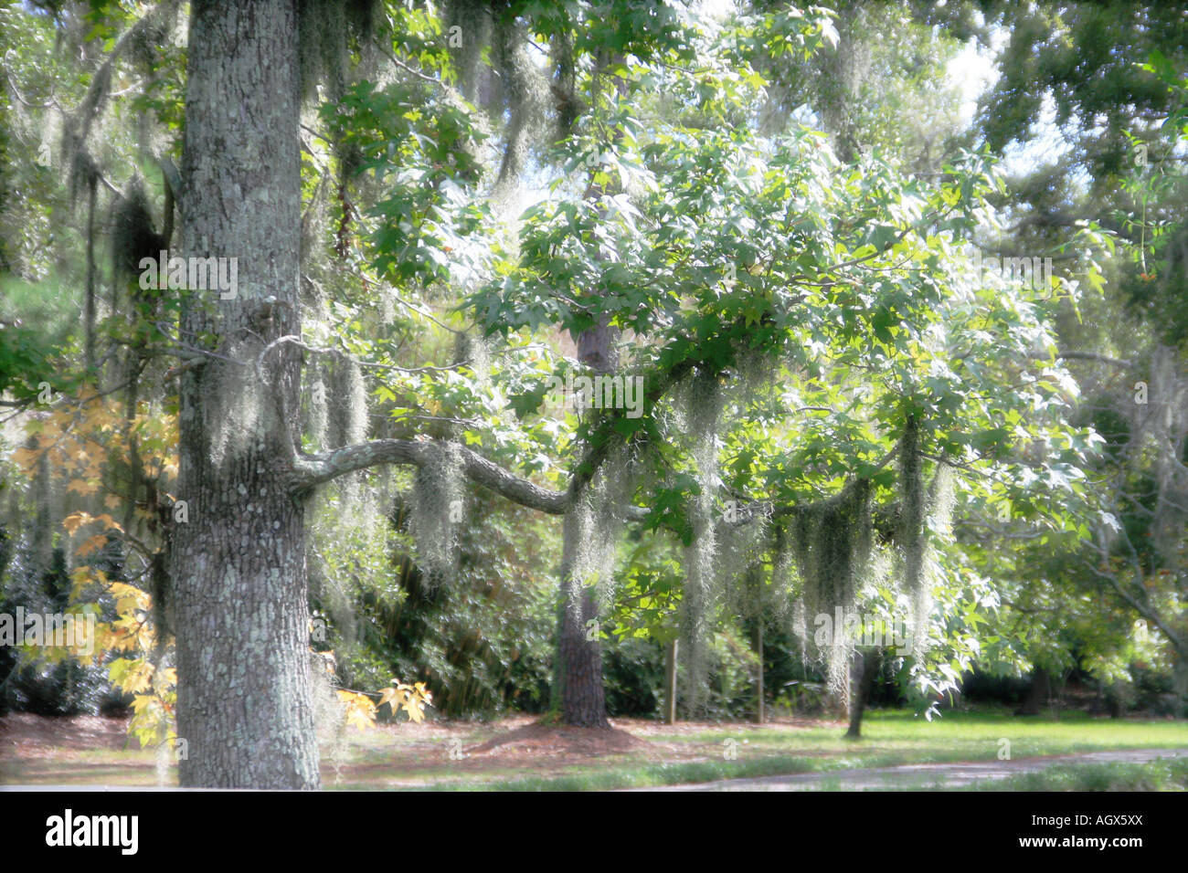 Spanish moss alabama hires stock photography and images Alamy