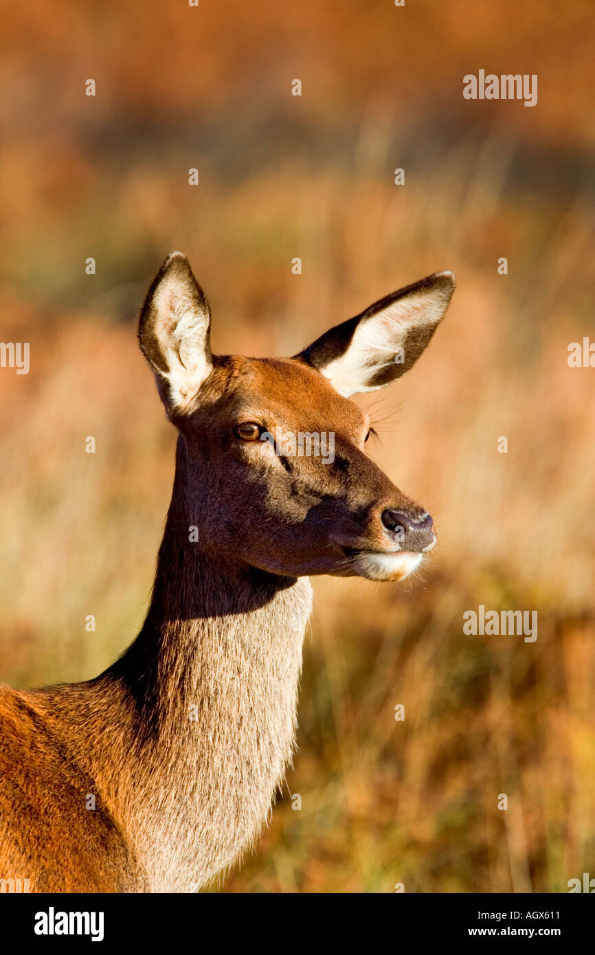 Red deer head shot looking hi-res stock photography and images - Alamy