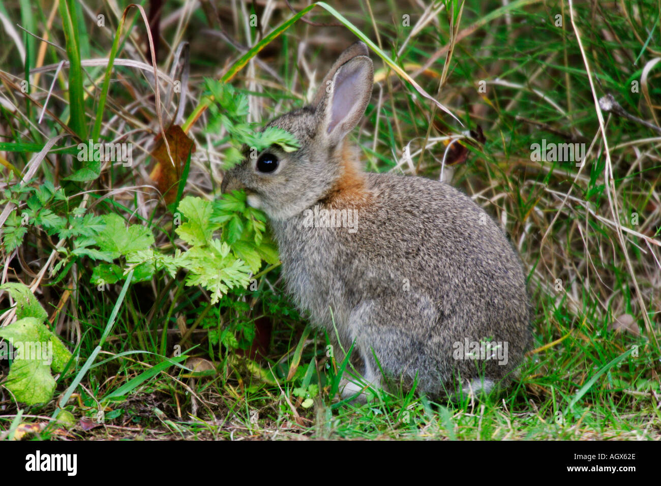 Rabbit britain hi-res stock photography and images - Alamy