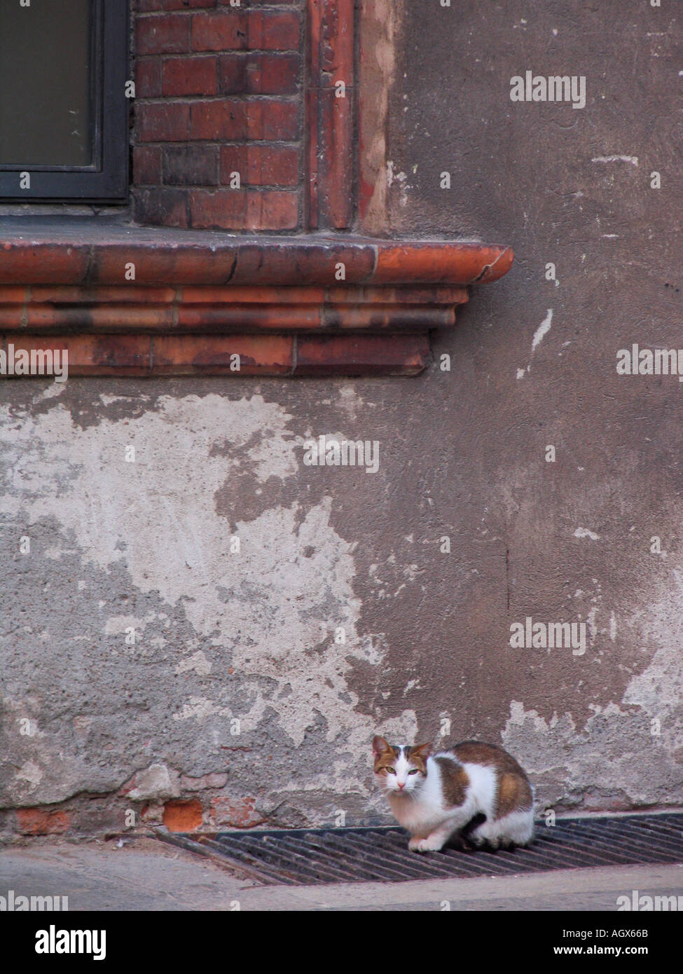 Cat at Sforza Castle Milan Italy Stock Photo
