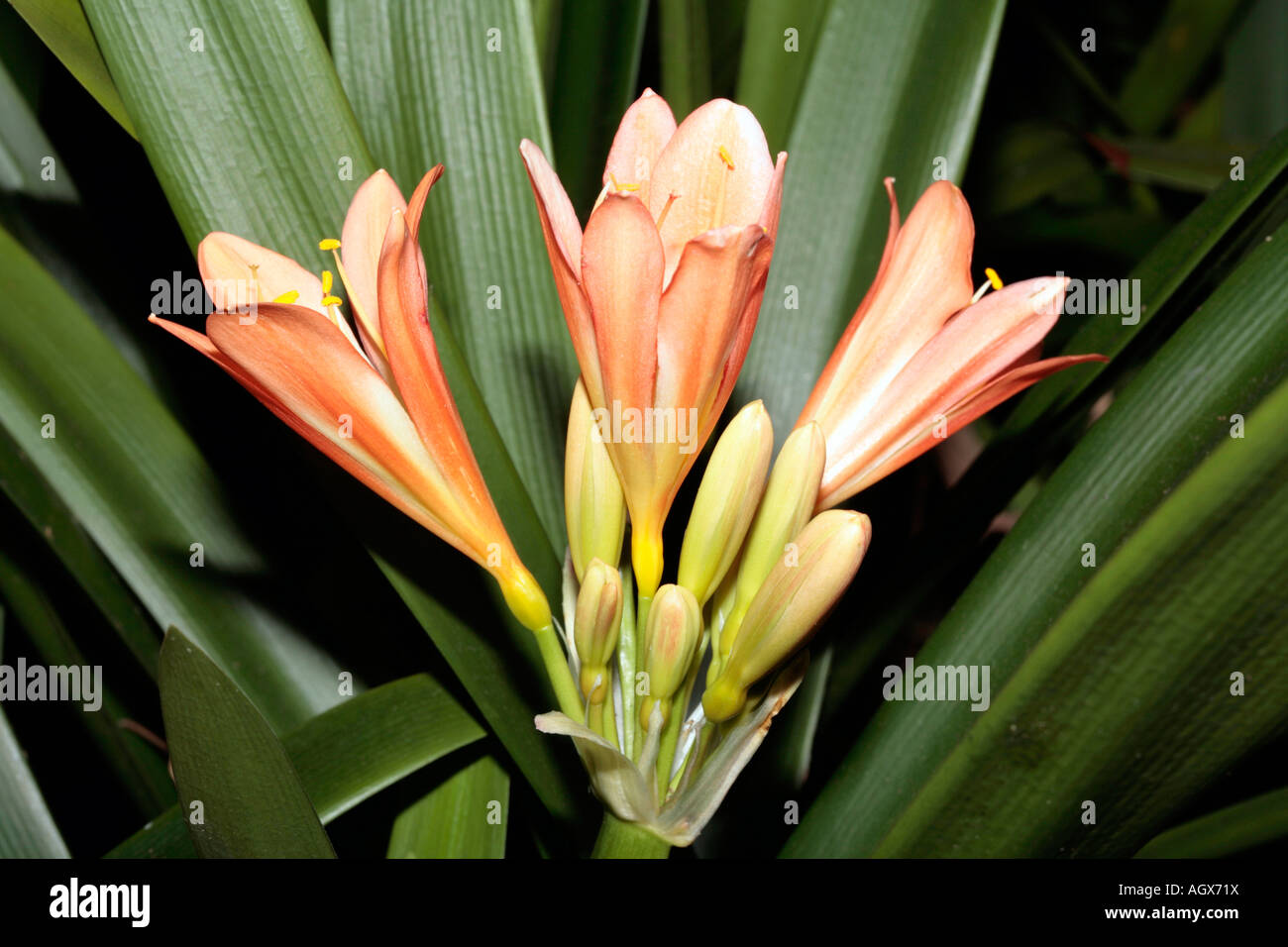 Kaffir Lily- Clivias X Aganpanthus Stock Photo