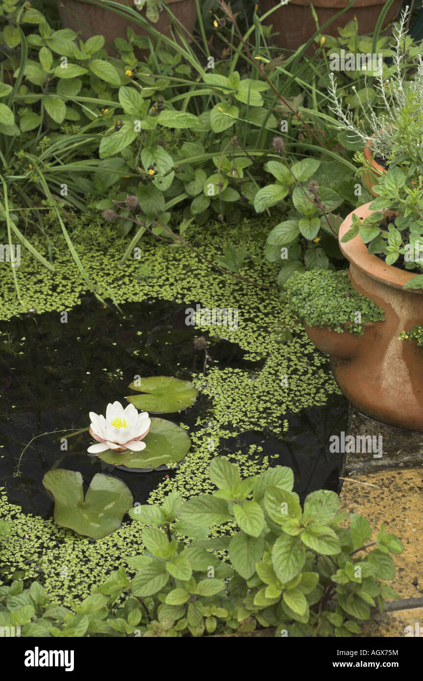 Small water feature garden hi-res stock photography and images - Alamy