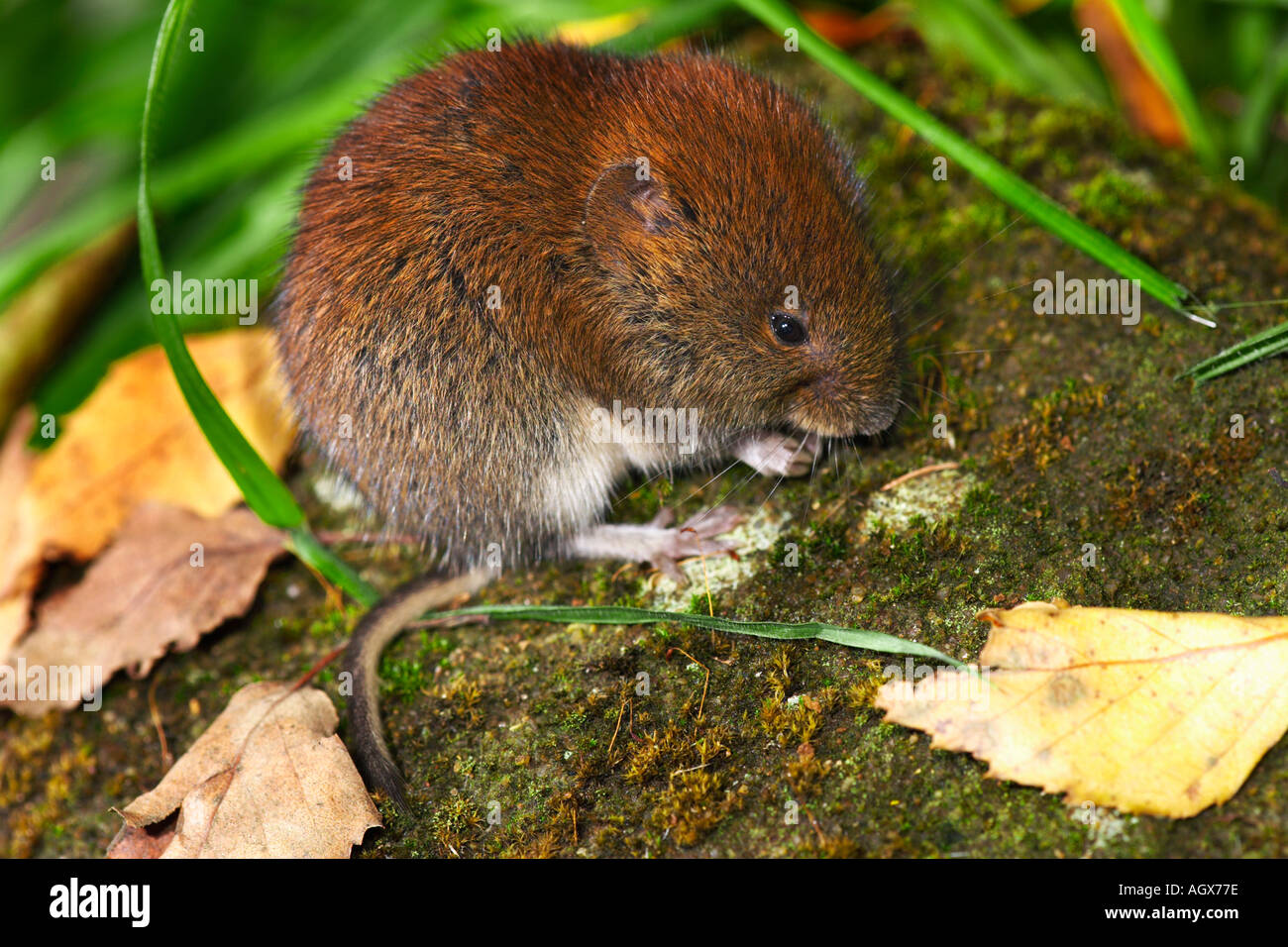 Short Tailed Vole Microtus agrestis sitting on moss covered stone ...