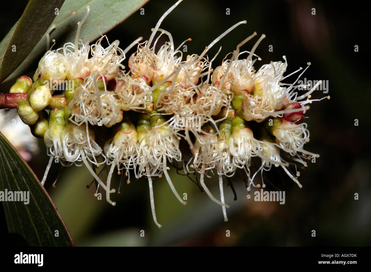Broad-leaved Paperbark- Melaleuca quinquenervia-Family Myrtaceae Stock Photo