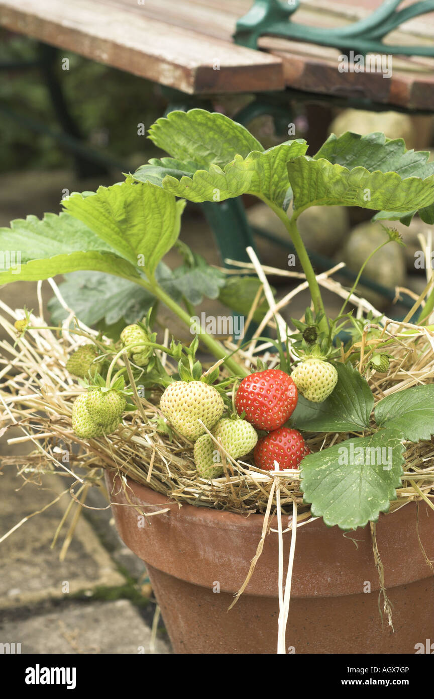 Strawberry planter garden hi-res stock photography and images - Alamy