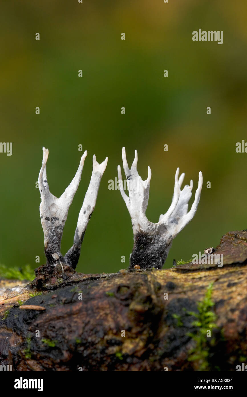 Candle Snuf Fungus Xylaria hypoxylon growing on log with nice out of focus background potton wood bedfordshire Stock Photo