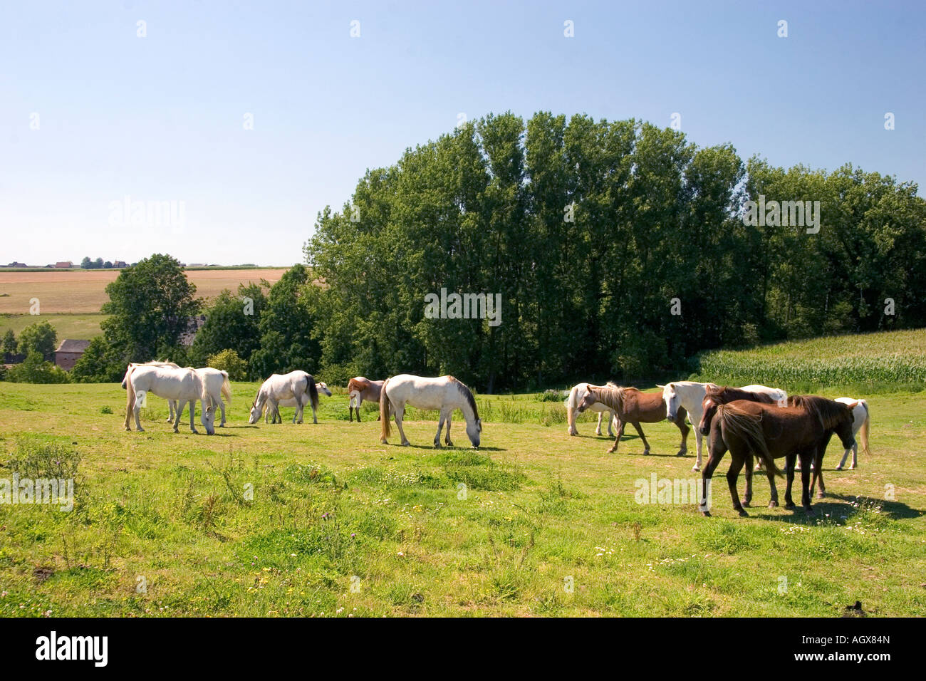 Horse graze in the french countryside near Vervins in the region of Picardie France Stock Photo
