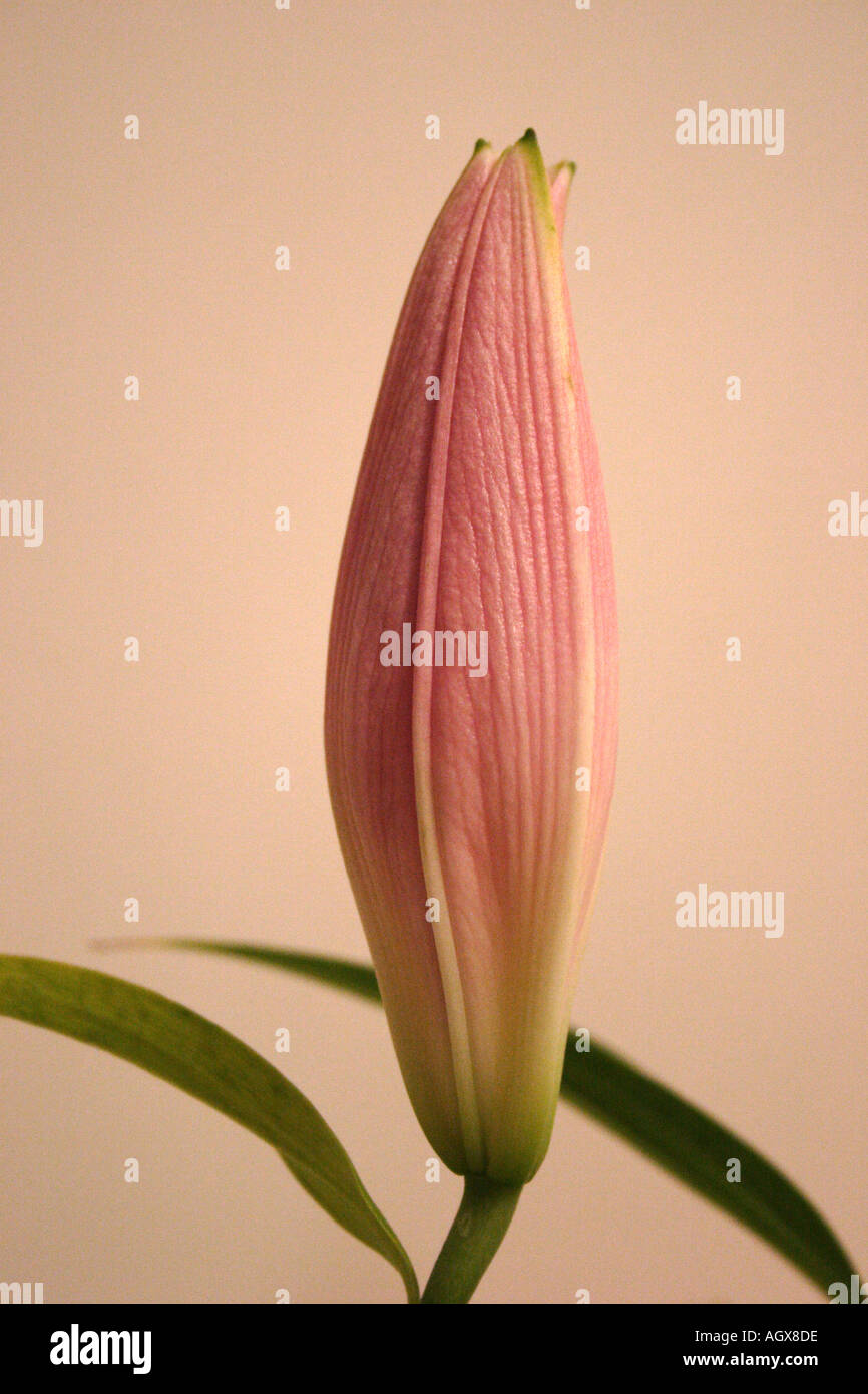 Lily pollen stain hires stock photography and images Alamy