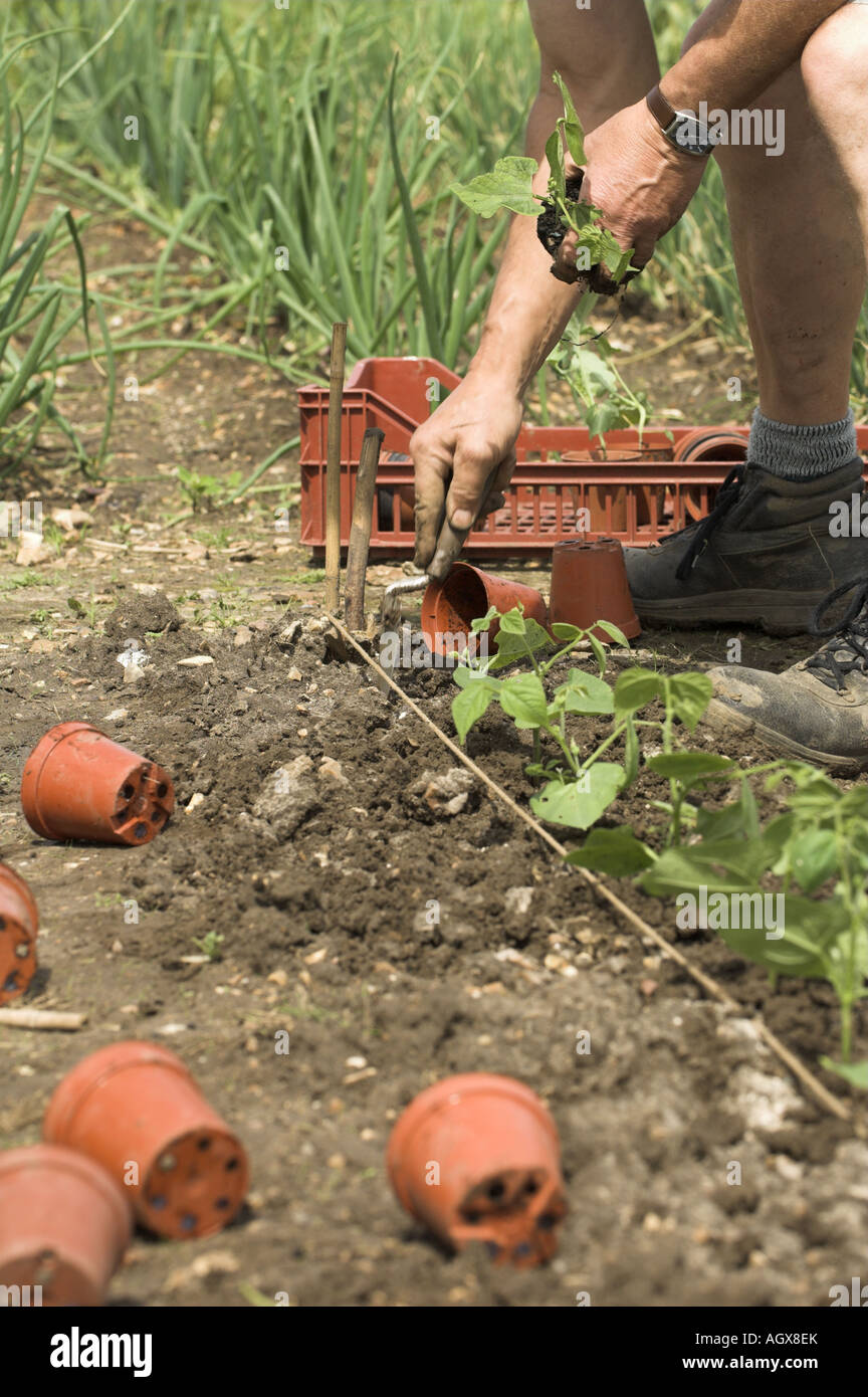French beans garden pots hires stock photography and images Alamy