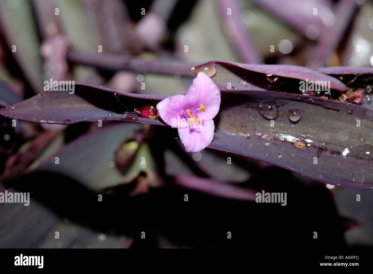 Purple Heart /Purple Secretia / Spiderwort/ Wandering Jew after rain- Setcreasea/ Tradescantia purpurea Family Commelinaceae Stock Photo