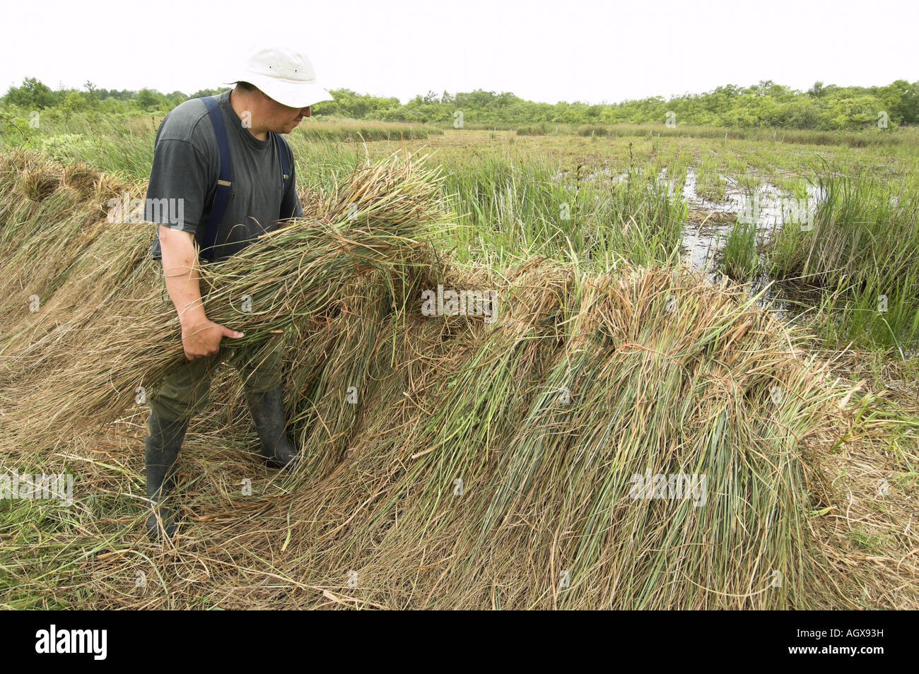 Saw Sedge gahnia radula being stacked after cutting used for capping thatched roofs Norfolk Broads Uk June Stock Photo