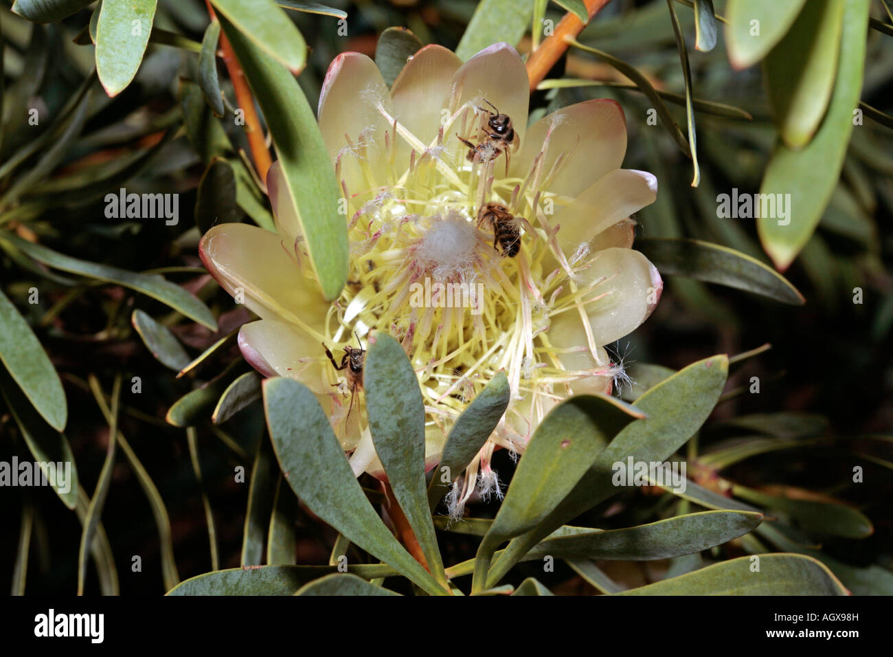 Protea /Sugarbush/ with honey bees harvesting pollen- Protea repens [Family Proteaceae] and Apis mellifera Stock Photo