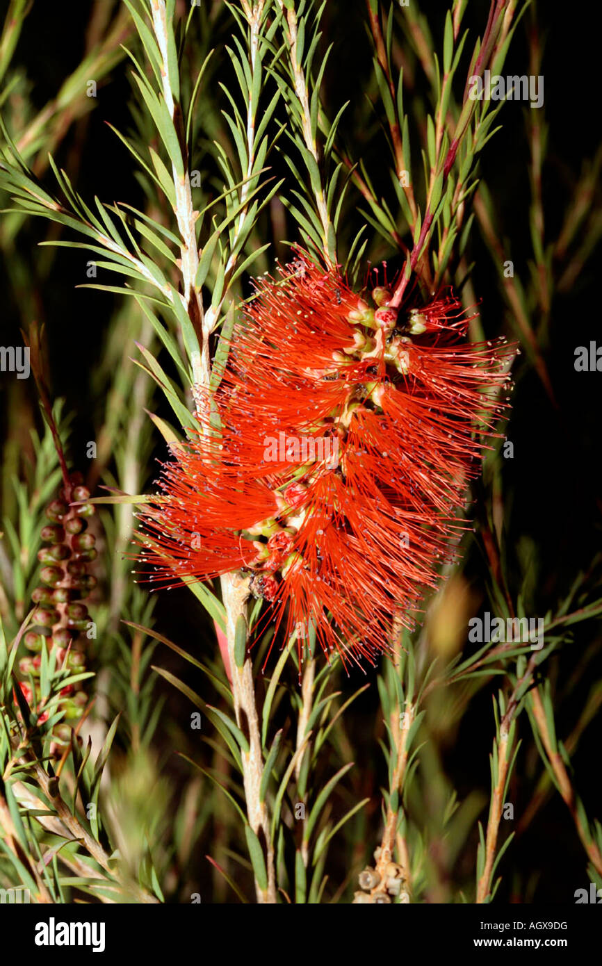 Robin Red-breast Bush flowers with ants - Melaleuca lateritia [Family Myrtaceae] and Lasius niger Stock Photo